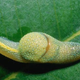 Image for article titled The weird and wonderful animals that make up Borneo's jungle ecosystem